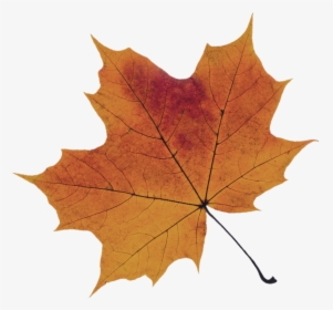 Orange-leaf - Sugar Maple Leaf Transparent Background Red, HD Png Download, Transparent PNG