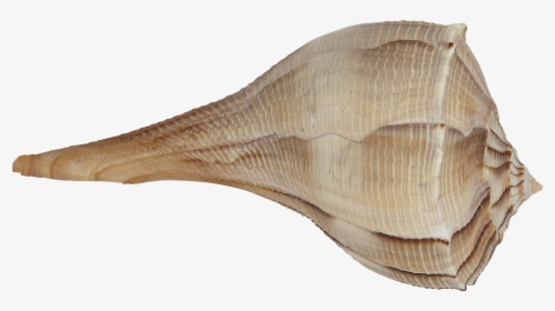 Whelk Left Hand - Conch, HD Png Download, Transparent PNG