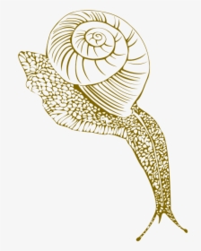 Snail, Conch Shell, Moist, Corner - Portable Network Graphics, HD Png Download, Transparent PNG