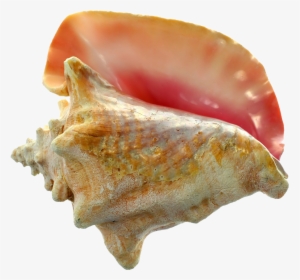 Conch Png Images - Colors Of Conch Shells, Transparent Png, Transparent PNG