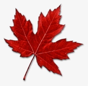 Canada Leaf Png - Real Canadian Maple Leaf, Transparent Png, Transparent PNG