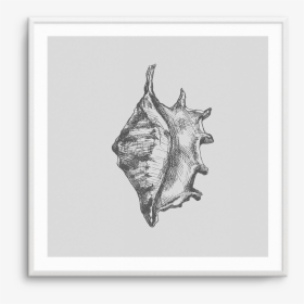 Conch, HD Png Download, Transparent PNG