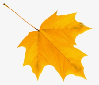 Download Yellow Autumn Leaf Clipart Png Photo - Yellow Autumn Leaf Clipart, Transparent Png, Transparent PNG