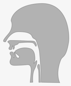 Midsagittal Diagram Of Vocal Tract, HD Png Download, Transparent PNG