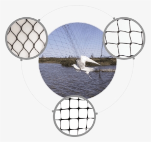 Fishing Net, HD Png Download, Transparent PNG
