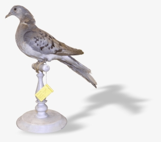 American Mourning Dove , Png Download - American Mourning Dove, Transparent Png, Transparent PNG