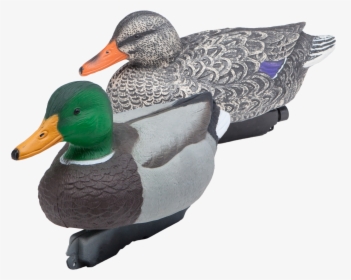 Two Mallard Floating Duck Decoys - Appelant Canard, HD Png Download, Transparent PNG