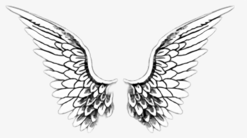 #angelwings #angel #wings #black #white #trend #tumblr - Angel Wings Drawing, HD Png Download, Transparent PNG