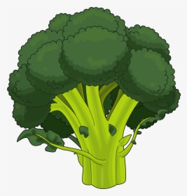 Thumb Image - Broccoli Drawing Png, Transparent Png, Transparent PNG