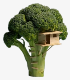 #brocoli - Broccoli Tree House, HD Png Download, Transparent PNG