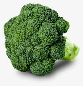 Broccoli, HD Png Download, Transparent PNG