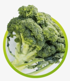 Broccoli, HD Png Download, Transparent PNG