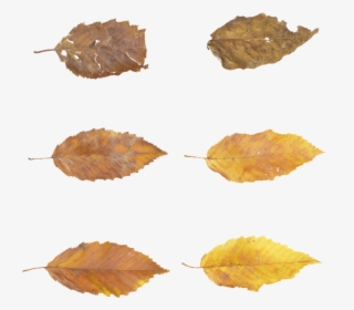 Leaves, Autumn, Fall, Brown, Forest, Tree, Nature, - Autumn, HD Png Download, Transparent PNG
