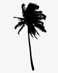 Free Png Palm Tree Silhouette Png - Palm Tree Black Transparent Background Free, Png Download, Transparent PNG