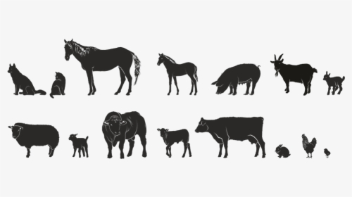 Animals, Farm, Series, Isolated Form - 4h Animals, HD Png Download, Transparent PNG