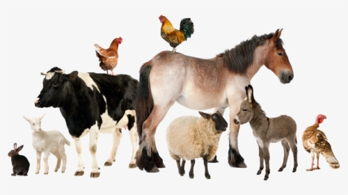 The Vet Group - Group Of Farm Animals, HD Png Download, Transparent PNG