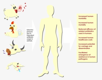 Antibiotics In Animal Agriculture, HD Png Download, Transparent PNG
