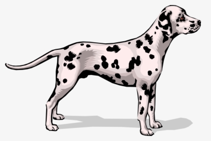 Vector Illustration Of Spotted Dalmatian Dog Stands - Dalmatian, HD Png Download, Transparent PNG