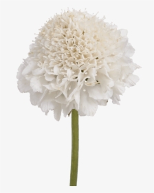 Transparent Vanilla Flower Png - Artificial Flower, Png Download, Transparent PNG