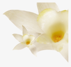 0% Fat Vanilla - Artificial Flower, HD Png Download, Transparent PNG