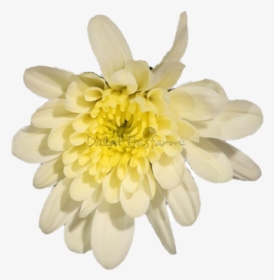 Chrysal Vanilla - Chrysanths - Chrysanths, HD Png Download, Transparent PNG