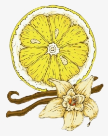 #vanilla #vanillaflower - Lemon, HD Png Download, Transparent PNG