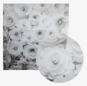 3d White Floral Backdrop, HD Png Download, Transparent PNG