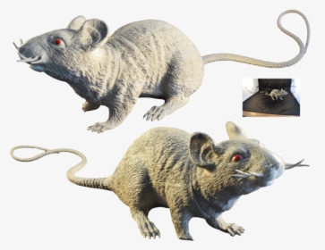 Rat, Murids, Mouse, Muridae, Wildlife Png Image With - Rat, Transparent Png, Transparent PNG