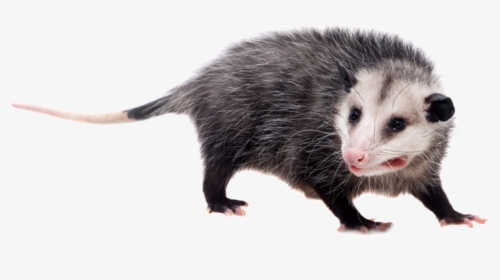Opossums With White Background, HD Png Download, Transparent PNG