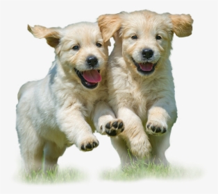 Reduce, Reuse, Recycle - Golden Retriever Puppies, HD Png Download, Transparent PNG