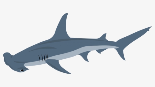 Transparent Hammerhead Shark Png - Squaliformes, Png Download, Transparent PNG