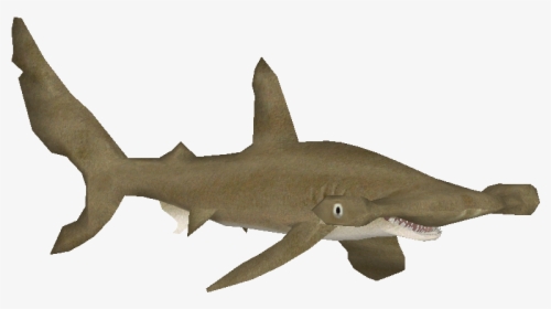 Smoothhammerheadfauna - Smooth Hammerhead Shark Png, Transparent Png, Transparent PNG