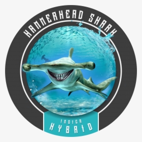 Hammerhead Shark Will Make You Feel Like Chum In The, HD Png Download, Transparent PNG