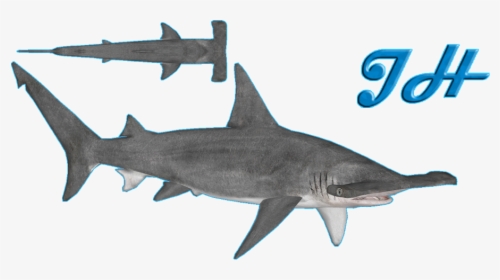 Great Hammerhead Shark - Shark, HD Png Download, Transparent PNG