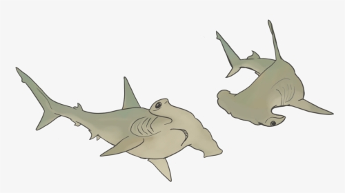 Hammerhead Sharks - Cartoon, HD Png Download, Transparent PNG