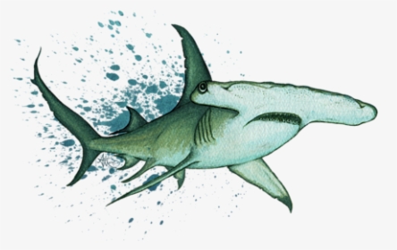 Hammerhead Shark Painting, HD Png Download, Transparent PNG