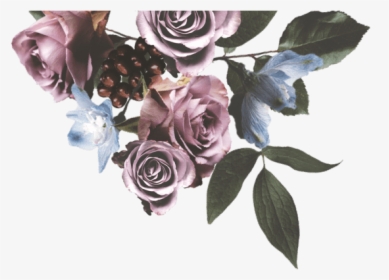 Floribunda, HD Png Download, Transparent PNG