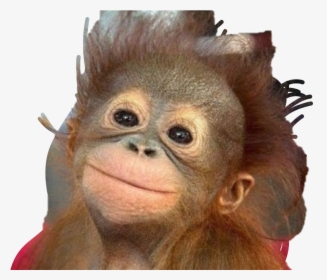 Funny Monkey , Png Download - Good Morning With Monkey, Transparent Png, Transparent PNG