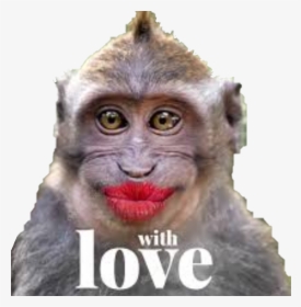 #monkey #monkeys #kiss #love #funny #funnymonkey #funnymonkeyface - Funny Monkey Kiss, HD Png Download, Transparent PNG