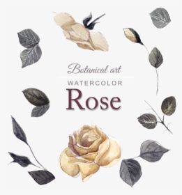 Acuarela Rose Design - Garden Roses, HD Png Download, Transparent PNG