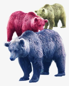 Vector Fur Bear - Real Animals For Kids, HD Png Download, Transparent PNG