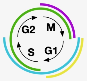 Each Portion Of The Cell Cycle Is Marked By A Distinctive - Cell Cycle Icon, HD Png Download, Transparent PNG