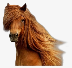 Horse Brown Brownhorse Beatiful Horseface - Brown Horse Long Hair, HD Png Download, Transparent PNG