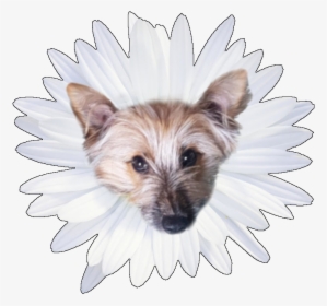 Jodyv S Avatar - Small Terrier, HD Png Download, Transparent PNG