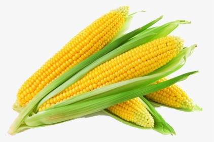 Corn Png, Transparent Png, Transparent PNG