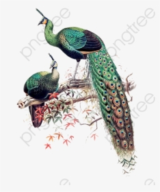 Peacock Clipart Wedding - Pavo Muticus Art, HD Png Download, Transparent PNG