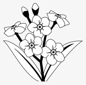 Most Popular Categories - Forget Me Not Flowers Drawing, HD Png Download, Transparent PNG