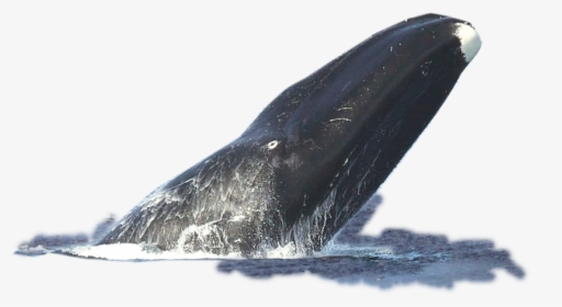 Transparent Mlg Doge Png - Bowhead Whale Facts, Png Download, Transparent PNG