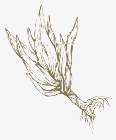Aloe Drawing Flower - Sketch, HD Png Download, Transparent PNG