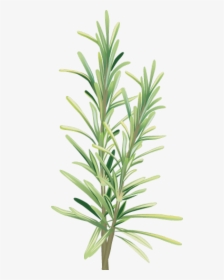 Spices And Herbs - Free Clip Art Rosemary, HD Png Download, Transparent PNG